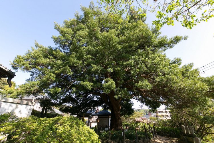 安養院（あんよういん）