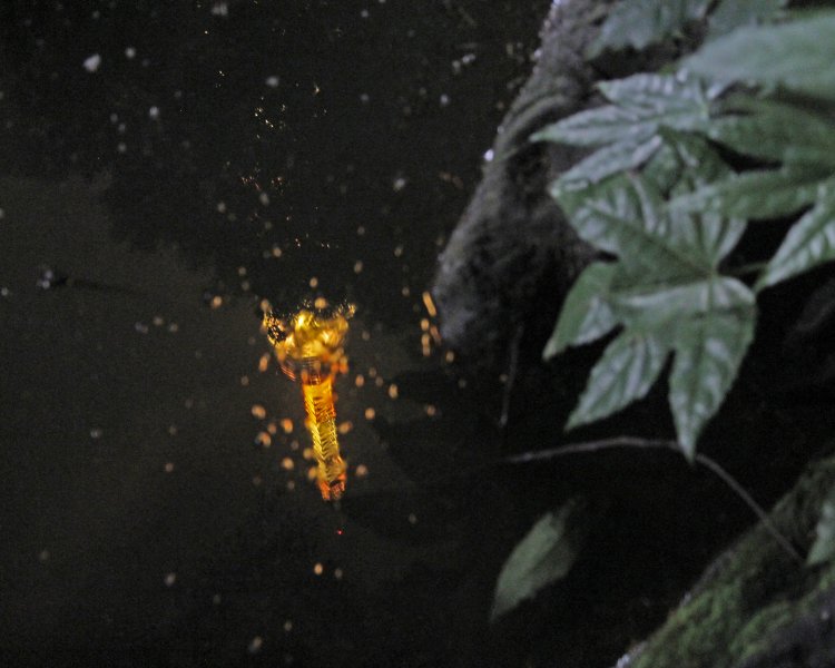 もみじ谷の逆さタワー。水面に映る東京タワーの先っちょ。