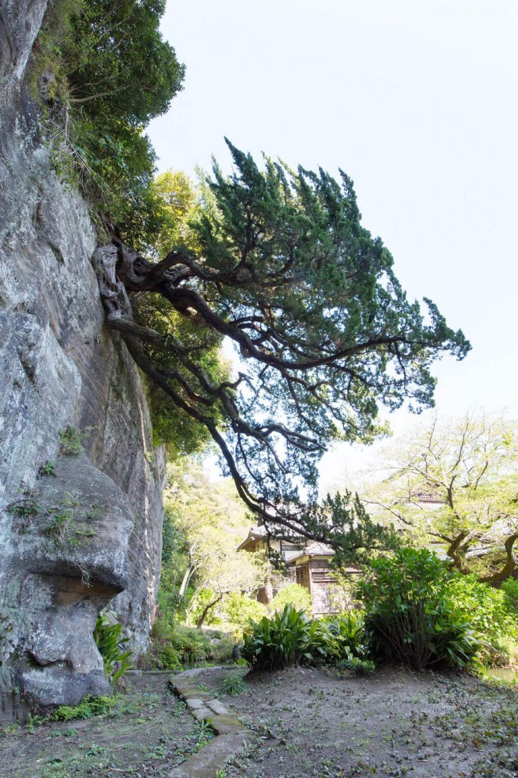 岩肌が露出した崖の上から、下に伸びるビャクシン。この景観を狙って植えたのか、偶然の産物であるかはわかっていない。非公開。