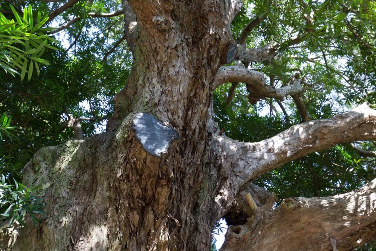 数年前の大雪で、マキの一部の枝が折れた。「その枝を使って、仏師さんに土紋付きの仏像を作ってもらっています」（大三輪住職）。