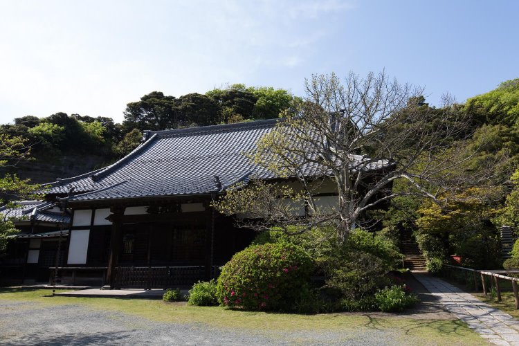 山門を入ってすぐ、客殿の横には、立派な菩提樹があり、6月中旬に花を咲かせる。