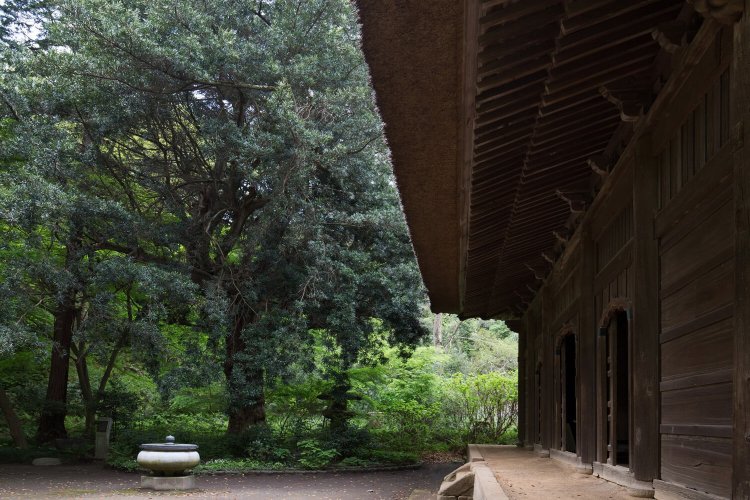 樹齢は600～700年。老樹のため、木の中は人が入れるような空洞がある。左巻きにねじれているのも特徴的だ。