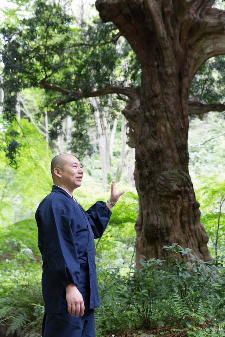 「このマキはお寺の歴史を一番知っている」と、覚園寺の仲田順昌住職。