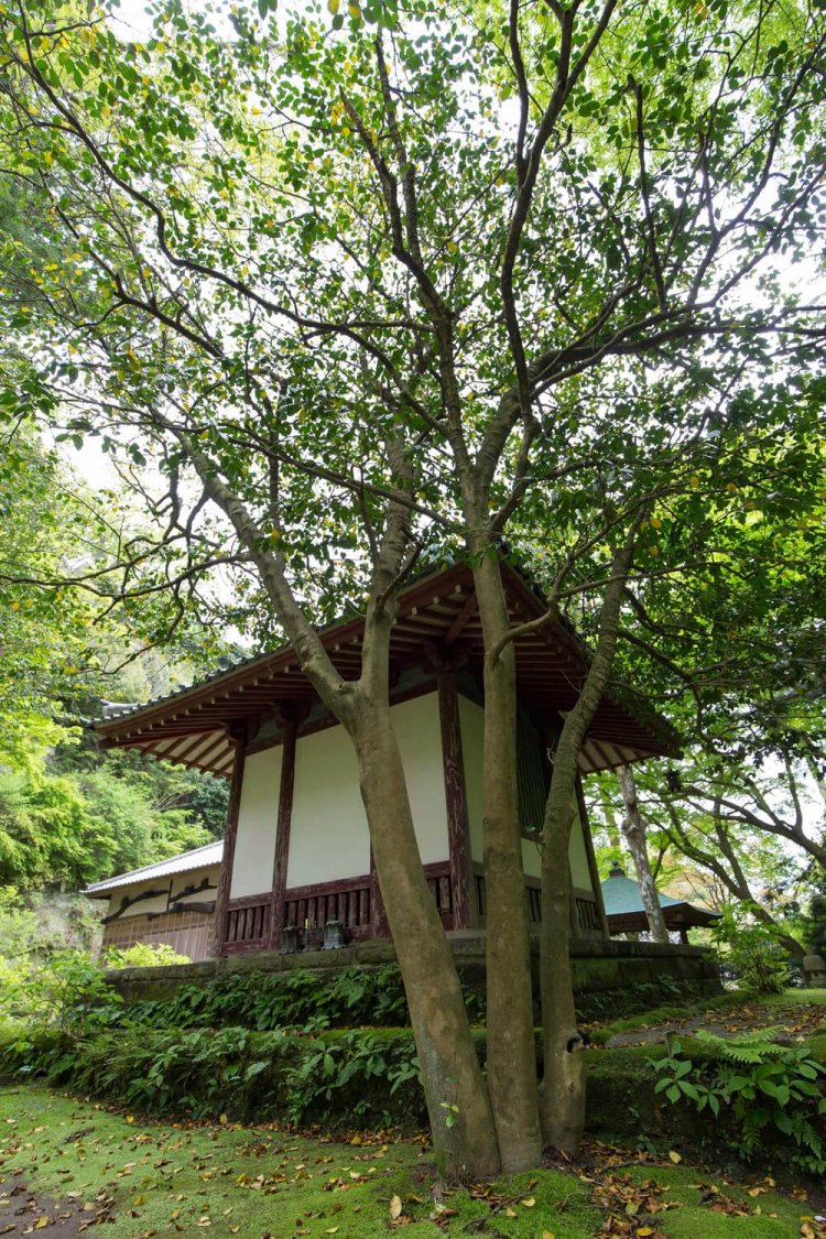 黒地蔵堂の裏にひっそりと立つ「太郎庵」と呼ばれるツバキ。別名「覚園寺椿」という。太い幹が3つに分かれているのが大きな特徴だ。