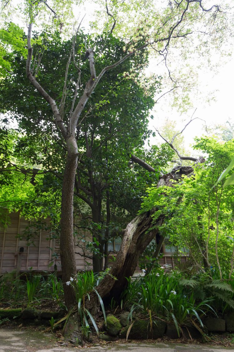 拝観受付所のすぐ先にあるナツグミ。1代目は老樹のため添え木で支えているが、その子供の2代目はまっすぐ屹立している。