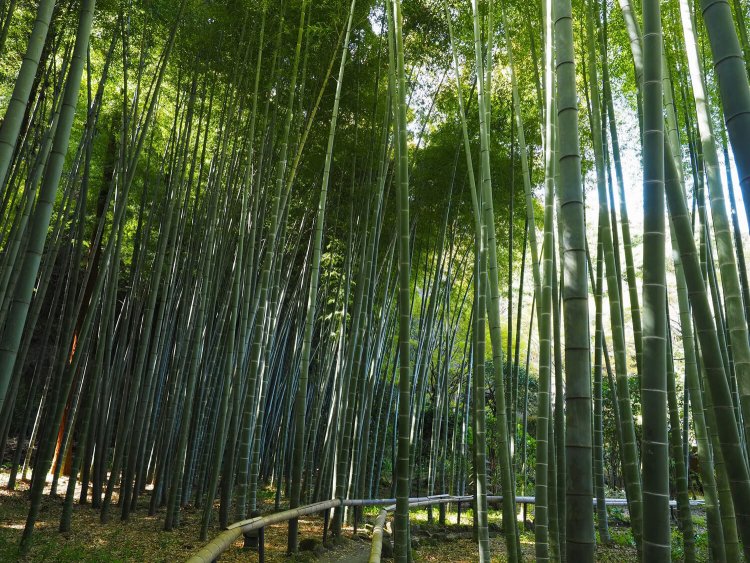 爽やかな道を歩く