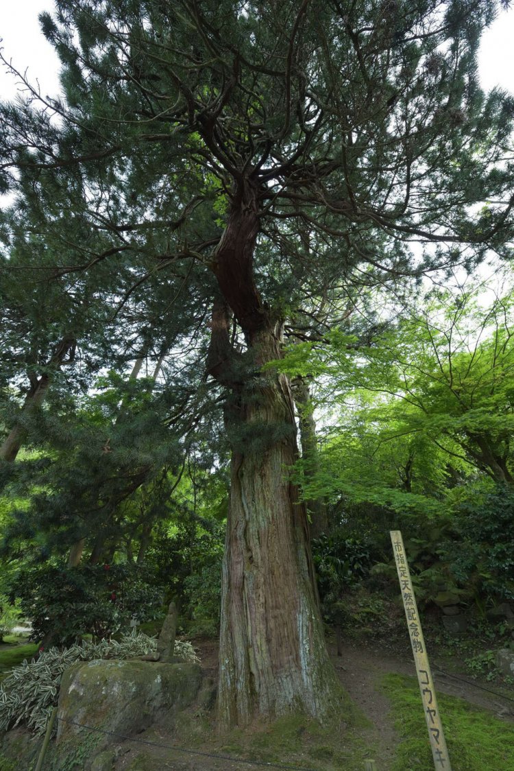 本堂「曇華殿」の背後にそびえ立つコウヤマキは、鎌倉随一の大きさを誇ると言われる。木の根元には、小さな仏像が安置されている。