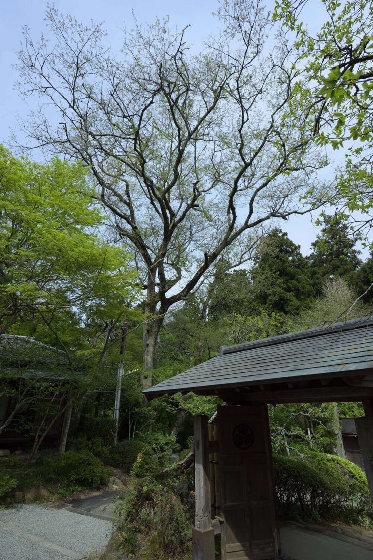 拝観受付の背後にあるタチヒガンは、ソメイヨシノよりも７～ 10日早く咲き誇る桜。樹齢120 年ともいわれる古木だ。