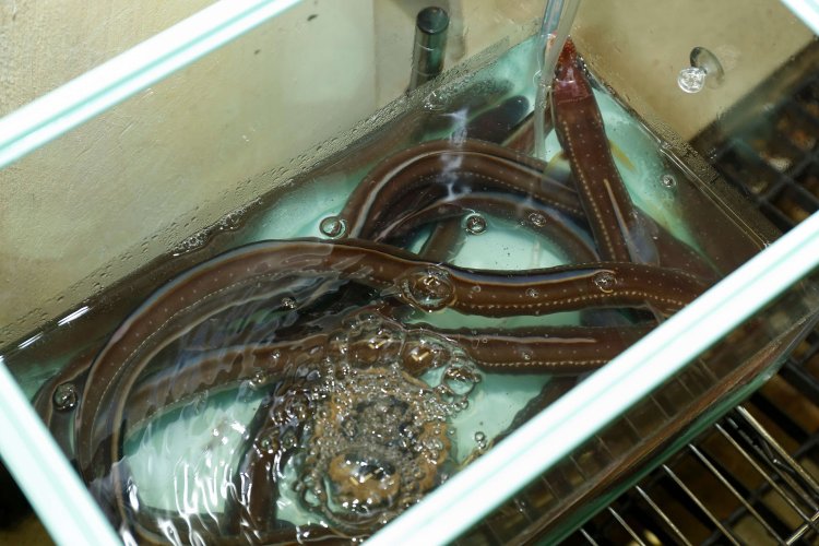 季節で産地が変わるが、夏は江戸前、予約すれば活穴子も味わえる。