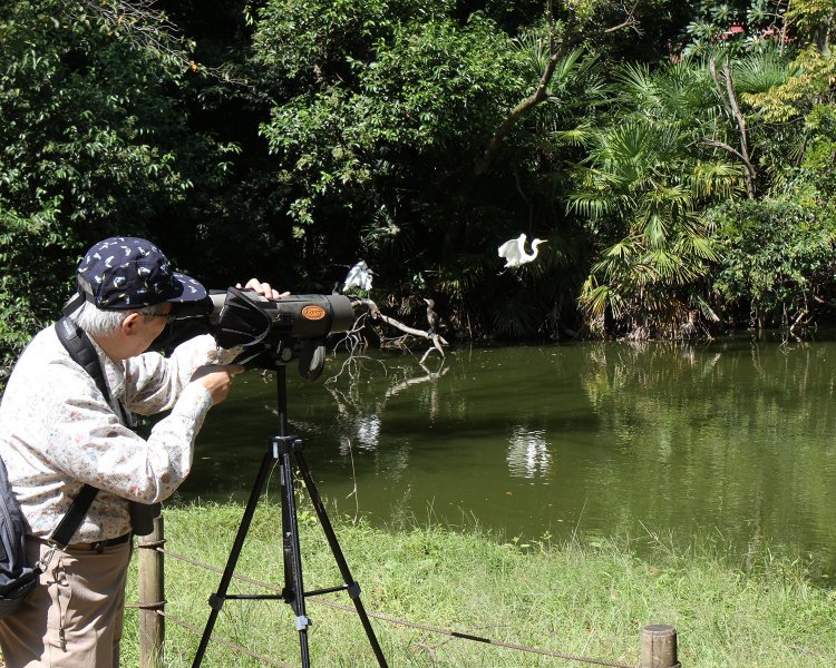 上の池を飛ぶダイサギ。