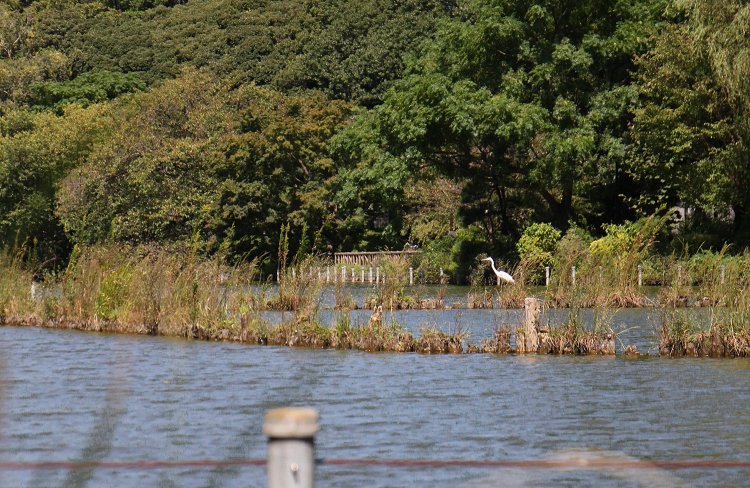 秋の善福寺川ぐねぐねさんぽ。武蔵野の水辺はどこか懐かしい