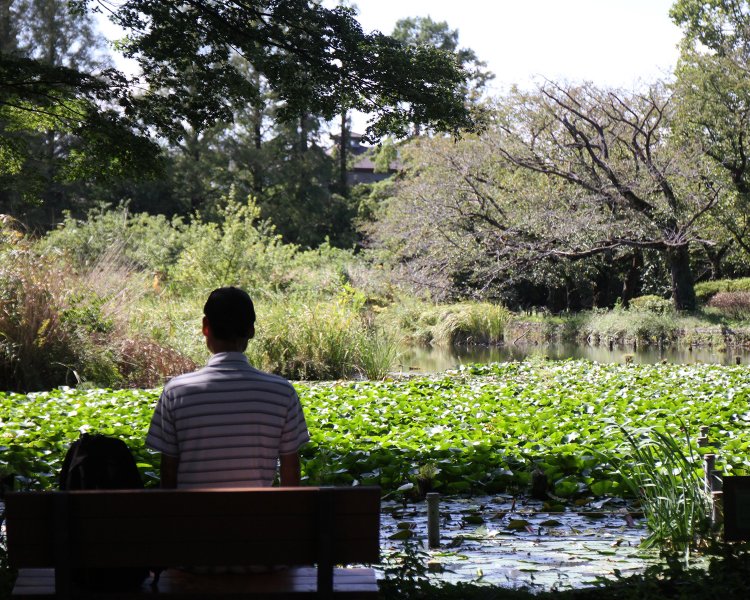 アシやハスが覆う静かな雰囲気の下の池。