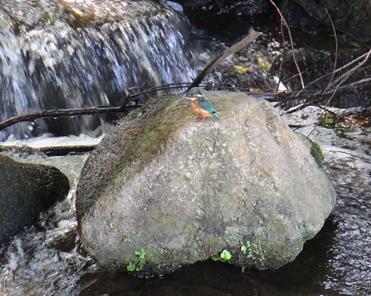 石の上にカワセミを発見。