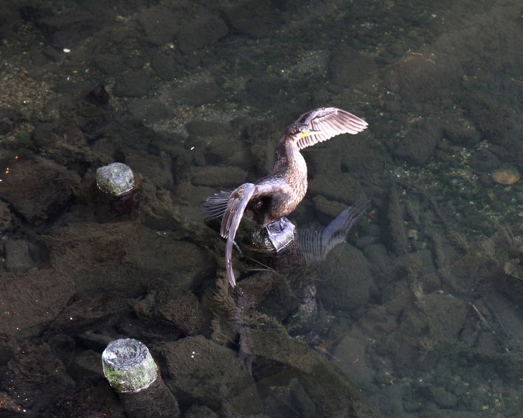橋の下でカワウが決めポーズ！