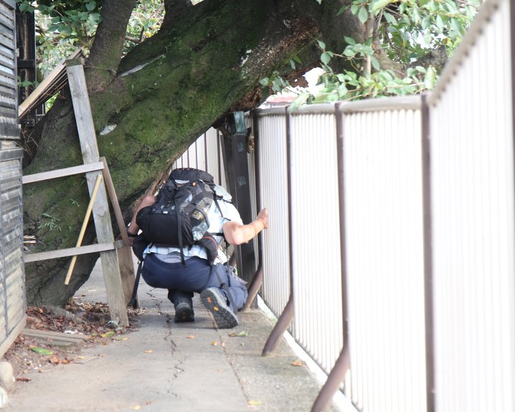 忍川下橋下流で倒木を潜る。木の左に小さな迂回路も。