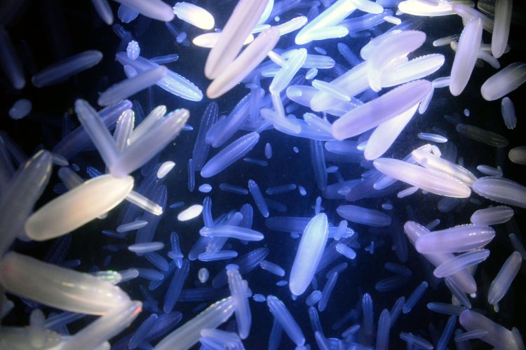 触手がなく飛行船のようなウリクラゲは櫛クラゲの仲間