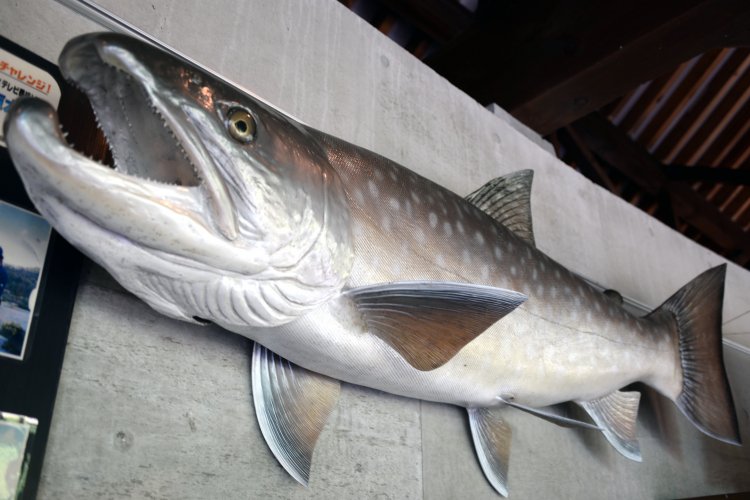 食堂と釣り堀のほか資料も多く展示するタキタロウ館の巨大模型。