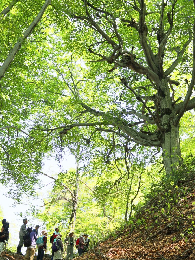 ブナ林が美しい道筋には史跡も多い。フルコース約30㎞、所要3日。