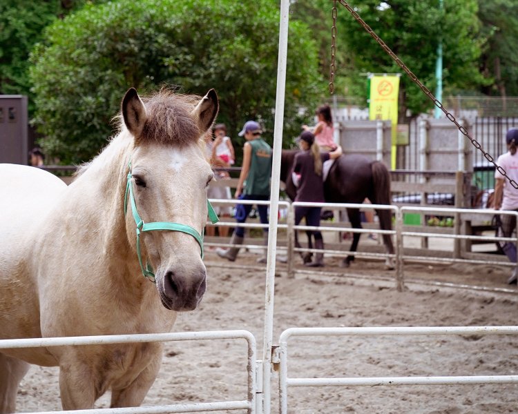 代々木ポニー公園