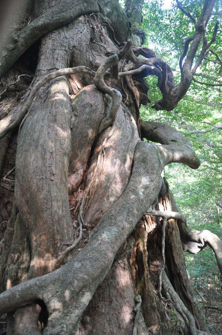 「しなやかな線が女体のよう」と公募で2013年に名付けられた女神杉。