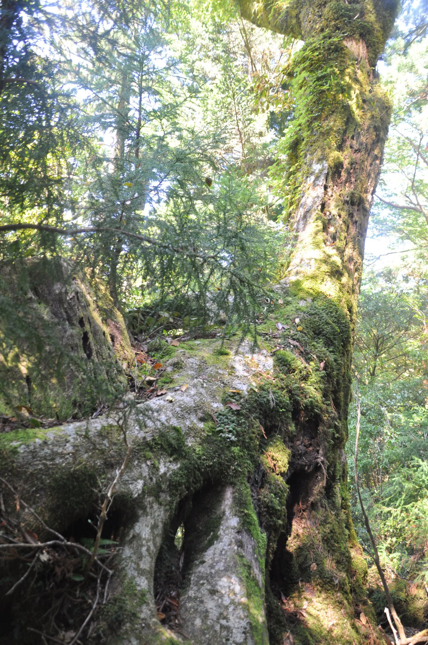 鹿児島県屋久島 ヤクスギ だけじゃない 晴登雨読の文芸島 ツウ旅 さんたつ By 散歩の達人