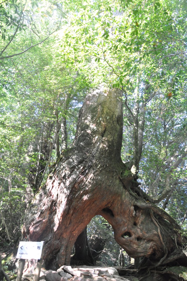 くぐり杉。ヤクスギは異形のために伐採を免れた側面もある。
