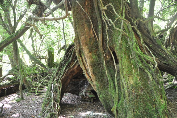 ヤクスギと照葉樹林の混生。足元をめずらしいシダやコケが覆う。