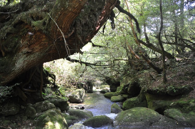 清流が織りなす景観は庭園のよう。雨上がりがいい。