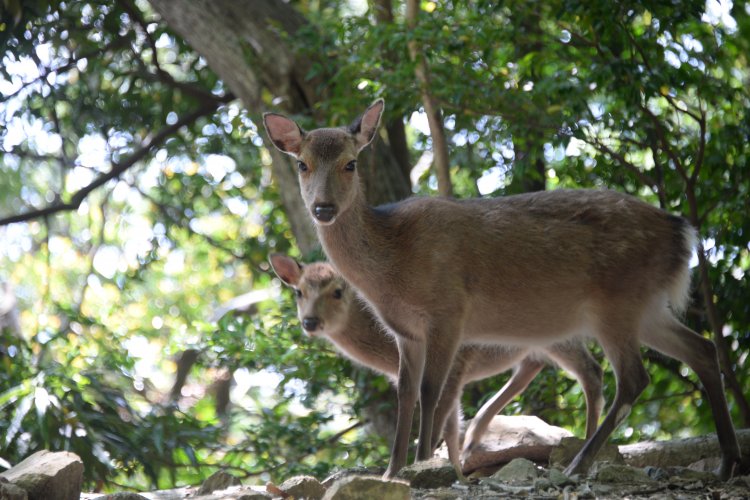  屋久島が舞台の椋鳩十の童話「片耳の大鹿」を思い出すが大きさは本土のシカより一回り小ぶり。