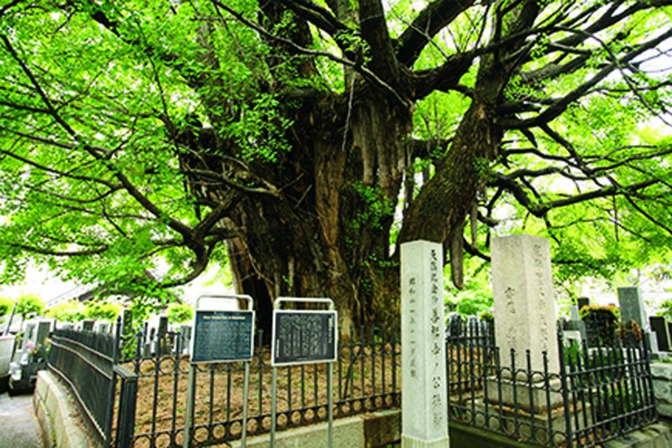 親鸞聖人が杖を根付かせたという樹齢700年といわれるイチョウ