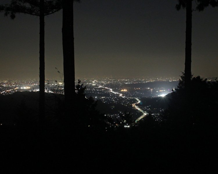 金比羅山のまっすぐな黒木の幹が、腐海の底に落ちる砂柱のよう。