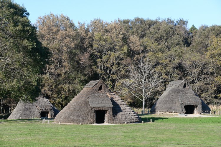 竪穴住居とともに縄文時代の植生も復元。後ろは里山の宍塚大池。