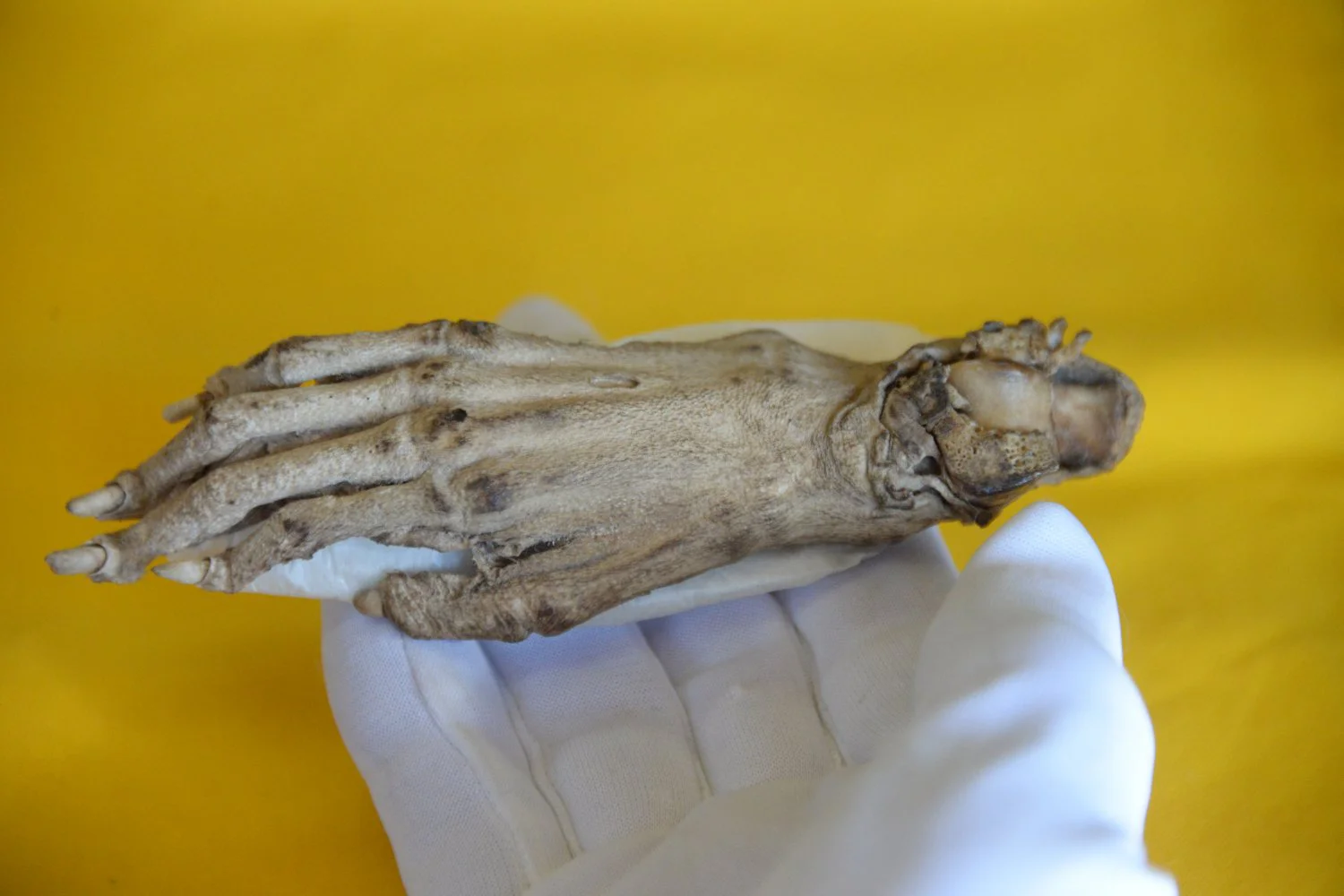 佐野子かっぱ堂 茨城県 その他 さんたつ By 散歩の達人