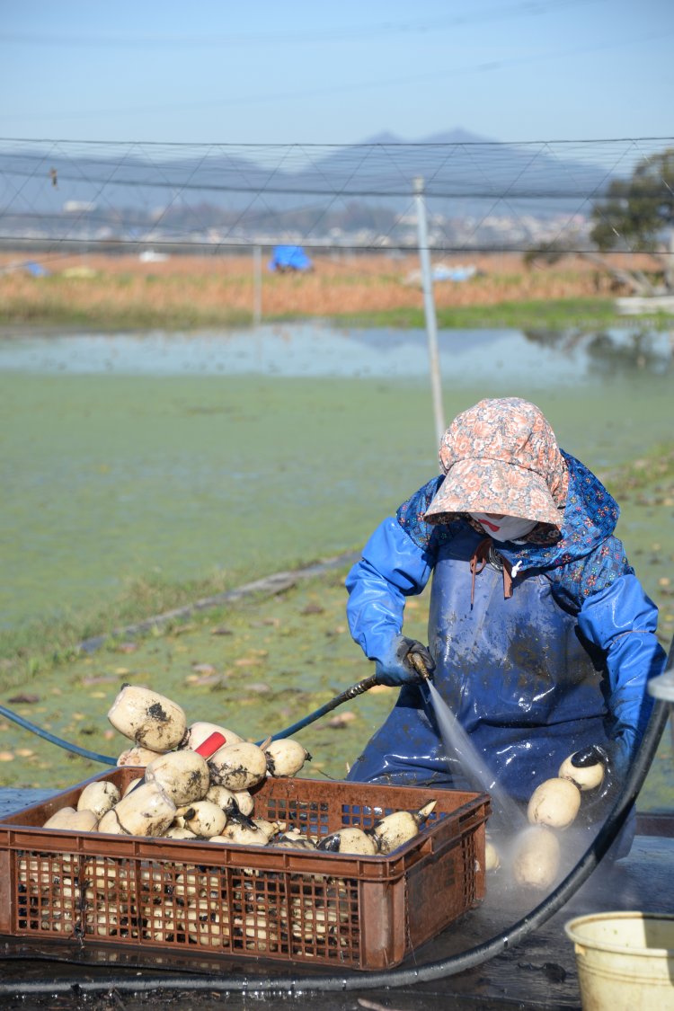 「レンコン街道」周辺で早朝から９時頃まで収穫風景が見られる。