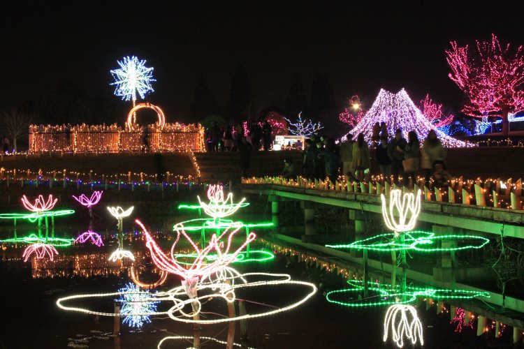 水郷桜 イルミネーション