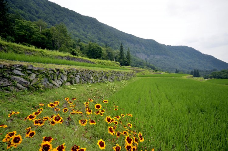 「日本農村景観100 選」の石垣田。明治の開墾だが古代遺跡のよう。