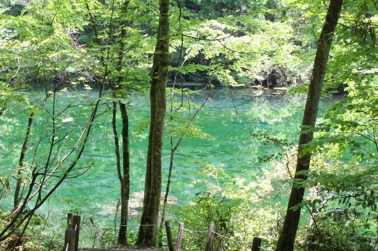 池の水が一日でそっくり入れ替わる湧水量のため、決して濁らない。