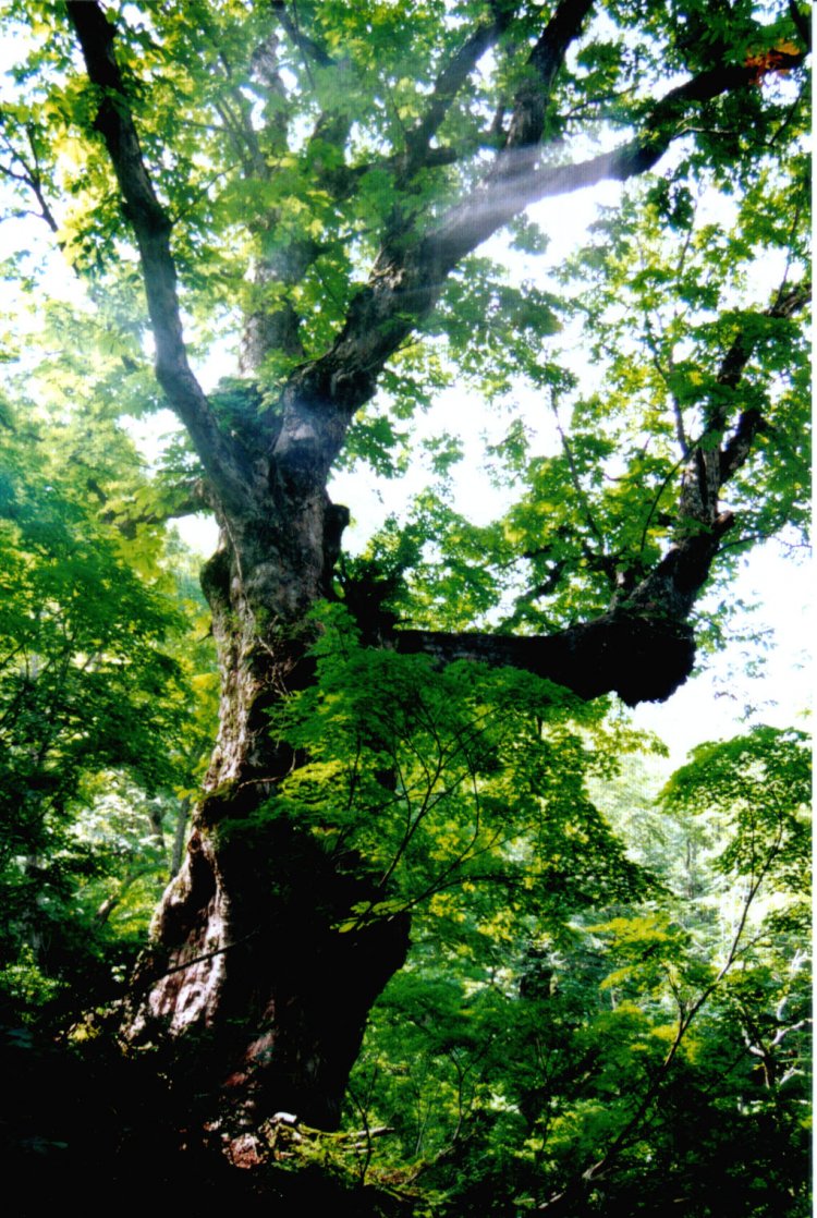 周辺は巨大なトチノキの多い原生林。途中で分岐すると風穴もある。