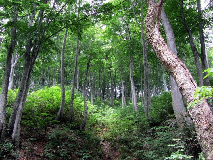 雪国の極相林であるブナの森で、爽快なグリーン・ツーリズムを。