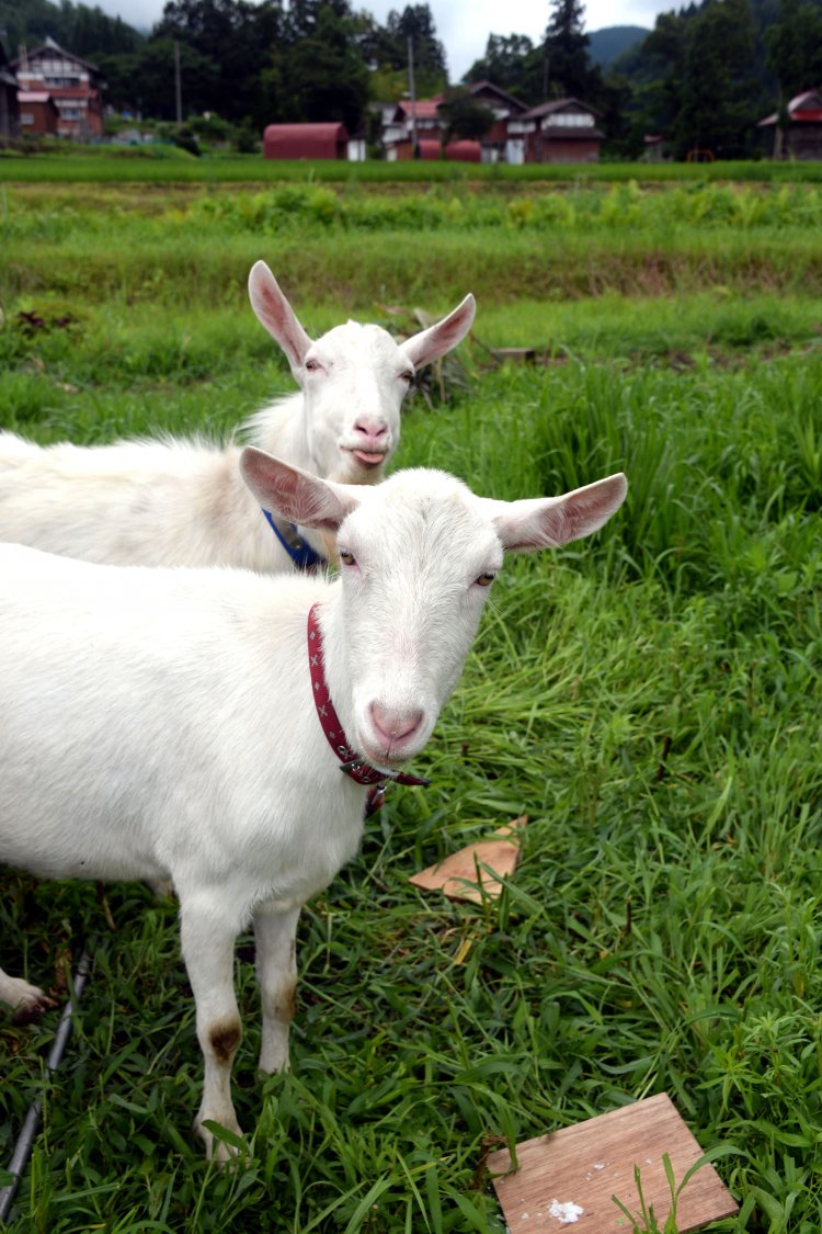 ヤギのメイとモウは姉弟。テント泊で畑を巡回して除草に励む。