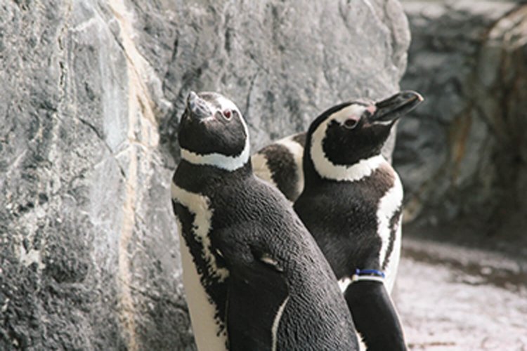 しながわ水族館のペンギンランドではマゼランペンギンを展示している