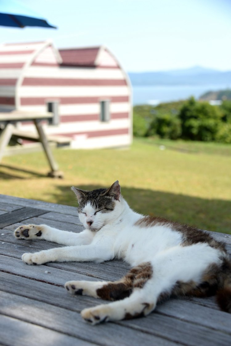 ネコが自由に寝転ぶ広場。後ろは里中氏デザインのロッジ「しま」。
