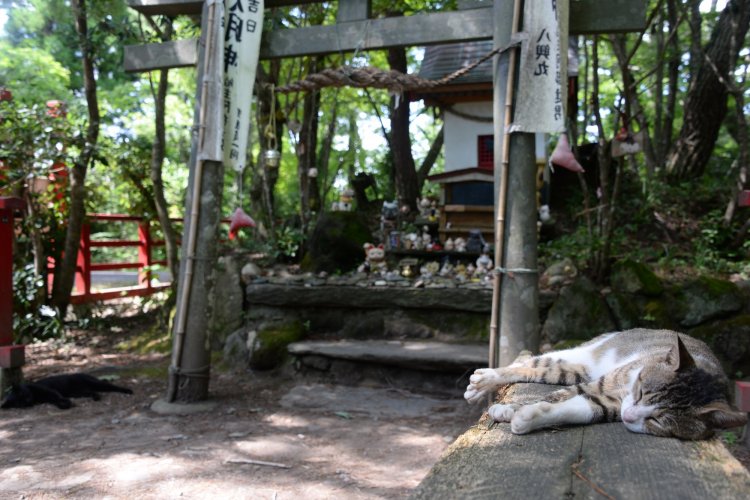 狛犬のように対になって寝転ぶネコ。この２匹は神社が定位置とか。