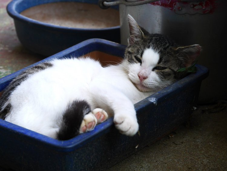 植木鉢に収まり丸くなって眠るのが定番スタイル。
