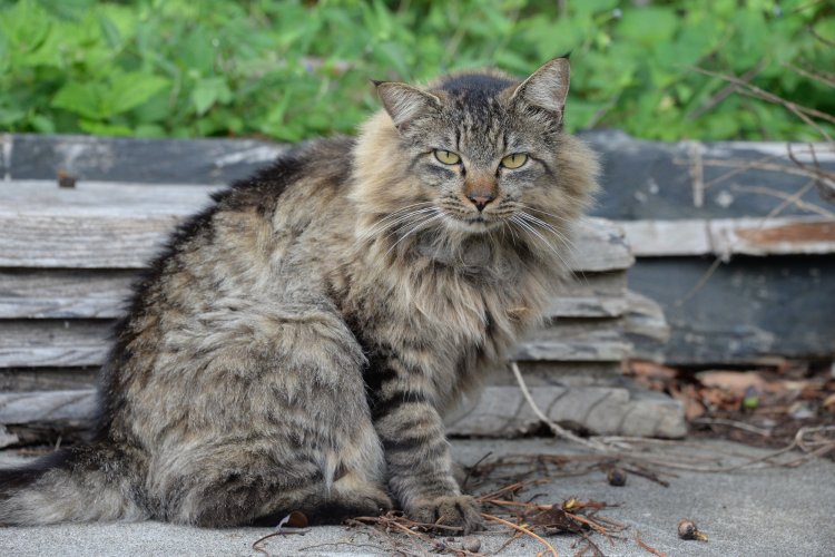島で五指に入る毛並み。大泊を闊歩していた。