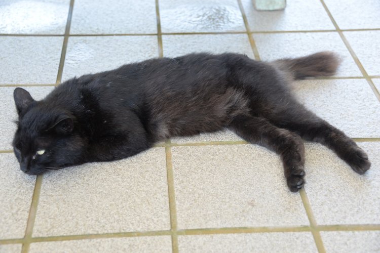 マイナーな前足収納派。