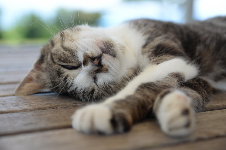 アゴを上にして無防備に眠る。