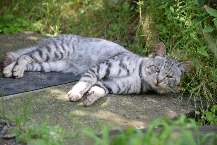 睡眠中、人の気配で義務的に首をもたげたがすぐ熟睡モードに戻った。