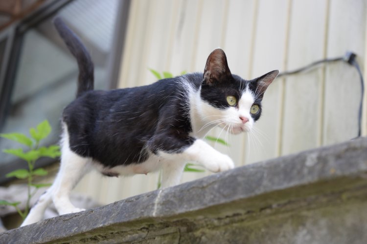 目を見開き塀の上を一心に歩く。
