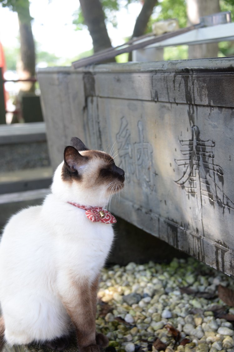 手水舎の水を飲みたそうにしていた神社の看板ネコ「シャム夫」。